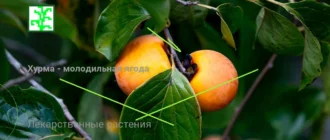Хурма - молодильная ягода
