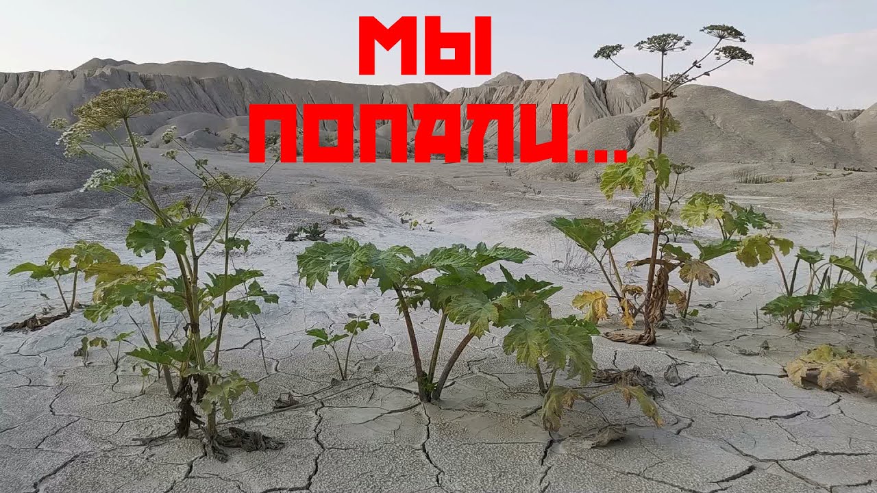 Борщевик Сосновского - мы попали...